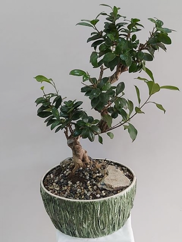 Bonsai Çiçeği