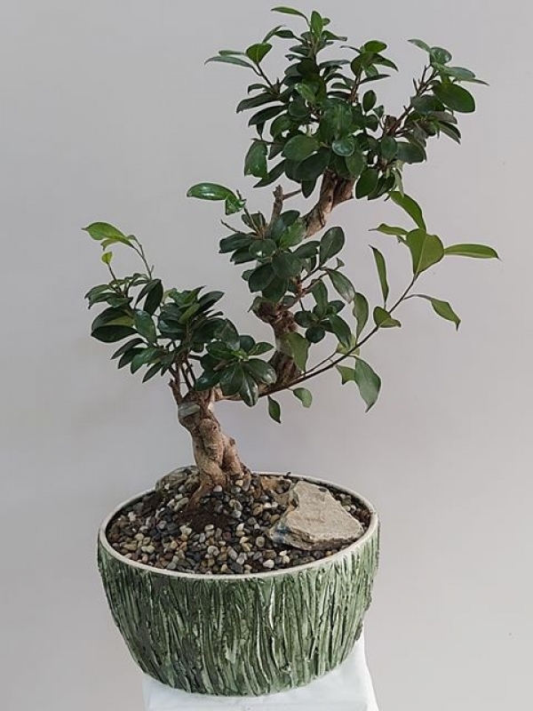 Bonsai Çiçeği