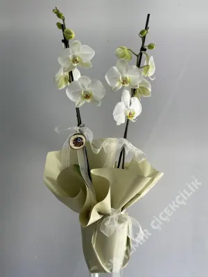 2 Dallı Beyaz Midi Boy Orkide