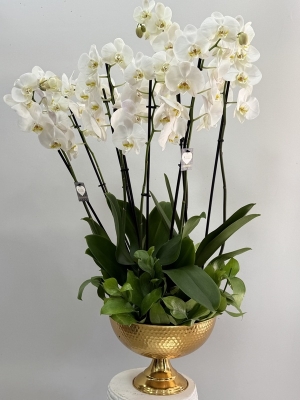 Kadehte 8 Dal Beyaz Orkide